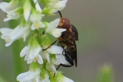 Hammerschmidtia rufa