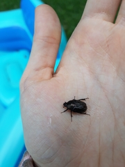 Euphoria sepulcralis