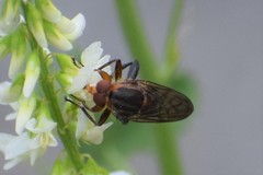 Hammerschmidtia rufa