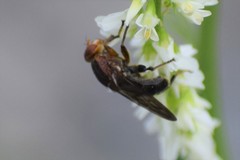 Hammerschmidtia rufa