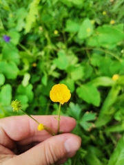 Ranunculus lanuginosus