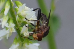 Hammerschmidtia rufa