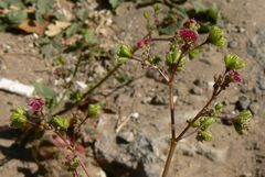 Boerhavia diffusa image