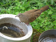 Columbina talpacoti rufipennis