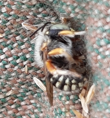 Anthidium punctatum