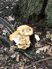 Bondarzewia berkeleyi