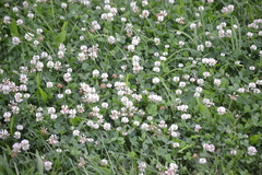 Trifolium repens