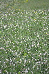 Trifolium repens