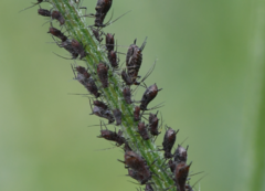 Uroleucon jaceae