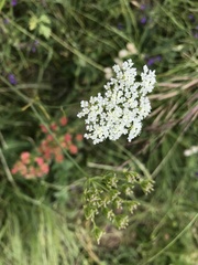 Bunium bulbocastanum