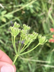 Bunium bulbocastanum