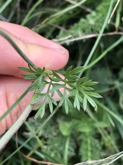 Bunium bulbocastanum