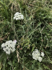 Bunium bulbocastanum