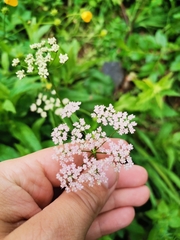 Pimpinella major