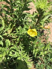 Oenothera rubricaulis