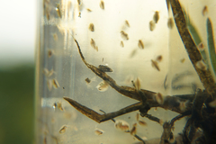Corixoidea
