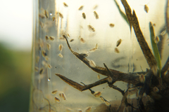 Corixoidea
