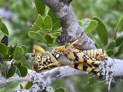 Agroecotettix modestus