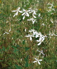 Clematis lathyrifolia