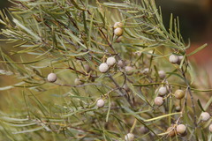 Euclea linearis