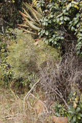 Euclea linearis