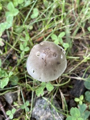 Amanita