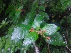Hamelia rovirosae