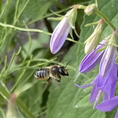 Megachile willughbiella
