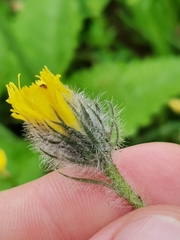 Hieracium pilosum