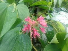 Bauhinia rubeleruziana