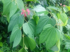 Bauhinia rubeleruziana