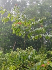 Bauhinia rubeleruziana