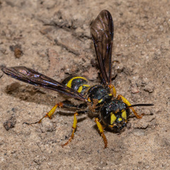 Cerceris atramontensis