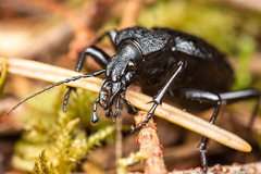 Cychrus tuberculatus