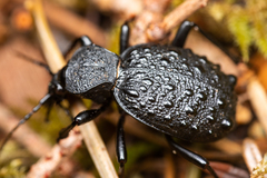 Cychrus tuberculatus
