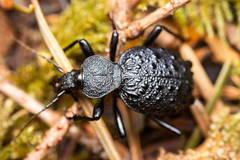Cychrus tuberculatus