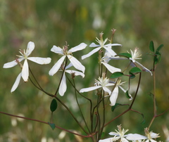 Clematis lathyrifolia