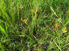 Mimosa hystricina