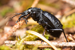 Cychrus tuberculatus