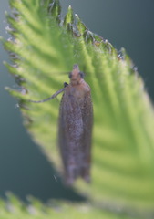 Lathronympha strigana