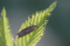 Lathronympha strigana