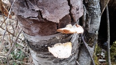 Fomitopsis betulina