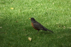 Turdus migratorius