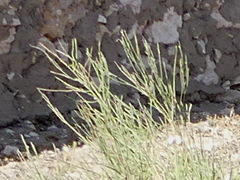 Retama monosperma