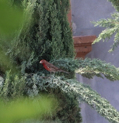 Haemorhous mexicanus