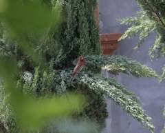 Haemorhous mexicanus