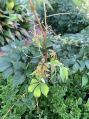 Parthenocissus quinquefolia