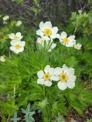Anemonastrum zephyrum