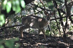 Nesotragus moschatus