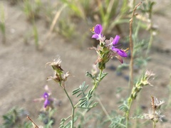 Dalea pogonathera walkerae